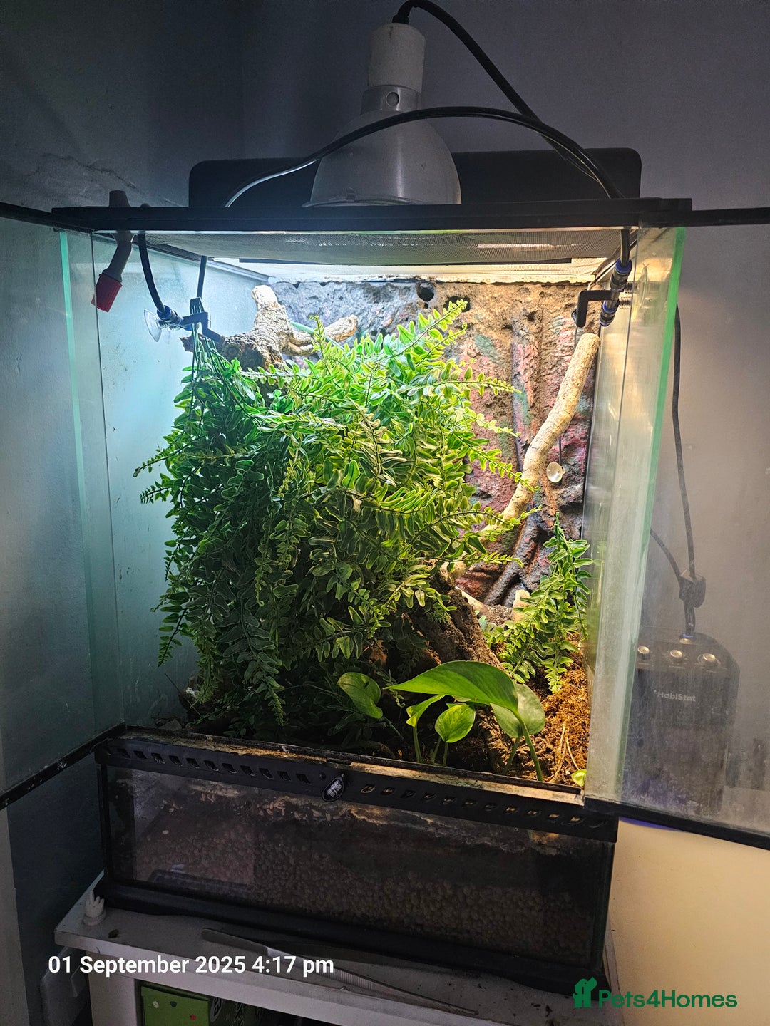 Gecko reptiles for sale: Crested gecko - pending collection - Image 2