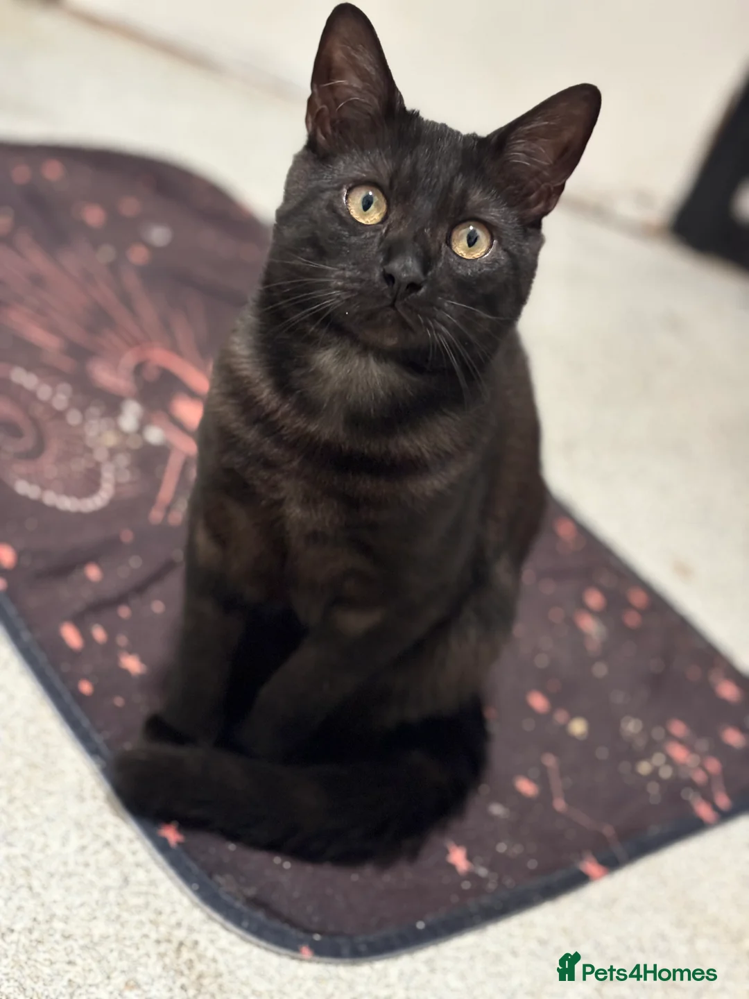 Mixed Breed cats for sale: Need to re home due to council  - Advert 1