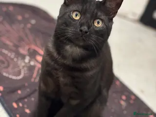 Mixed Breed cats Need to re home due to council - Advert 1