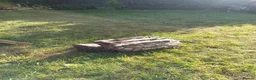 Turtle reptiles for sale: Alligator snapping turtle for sale in Romford - Advert 2