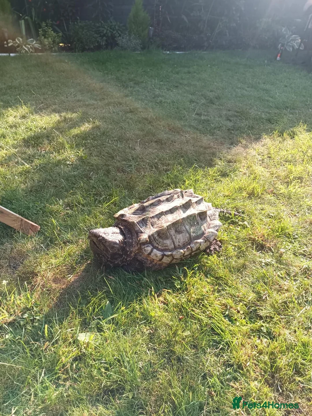 Turtle reptiles for sale: Alligator snapping turtle for sale in Romford - Advert 2
