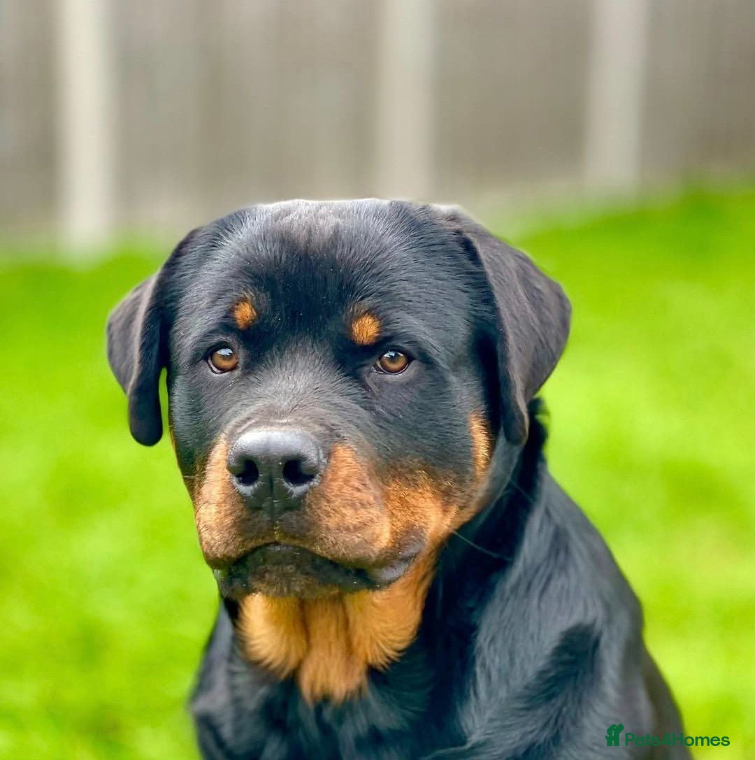 Rottweiler dogs Beautiful Rottweiler – Loving Family Home Wanted - Advert 1