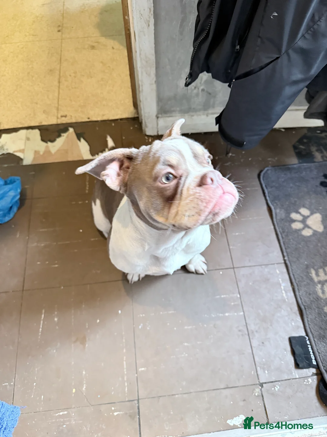 Mixed Breed dogs for sale: Bailey+Bella - Advert 19