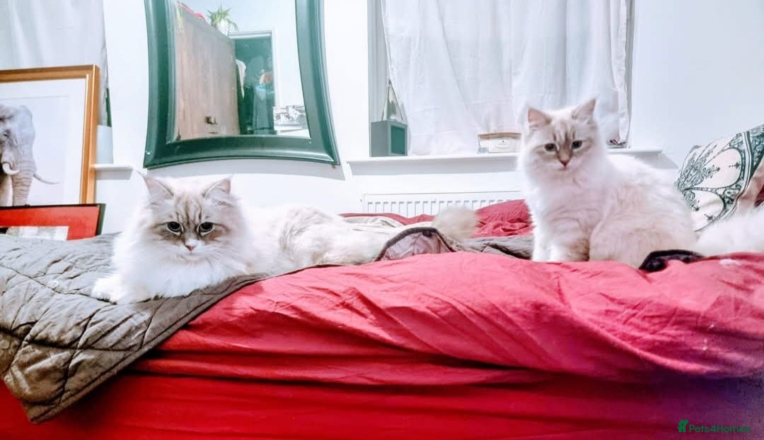 Siberian cats for sale: Siberuan Mum+Daughter - Image 4