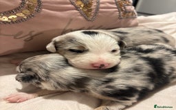 Border Collie dogs for sale: Border collie puppy’s ready to reserve  - Image 30