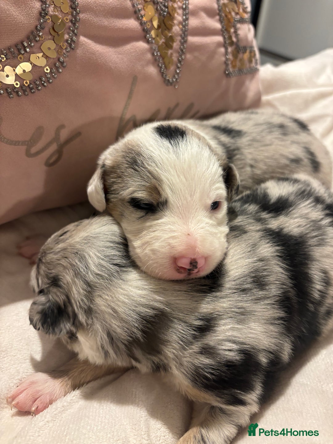 Border Collie dogs for sale: Border collie puppy’s ready to reserve  - Image 30