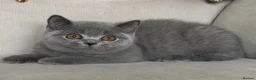 British Shorthair cats for sale: Beautiful boy - Advert 8