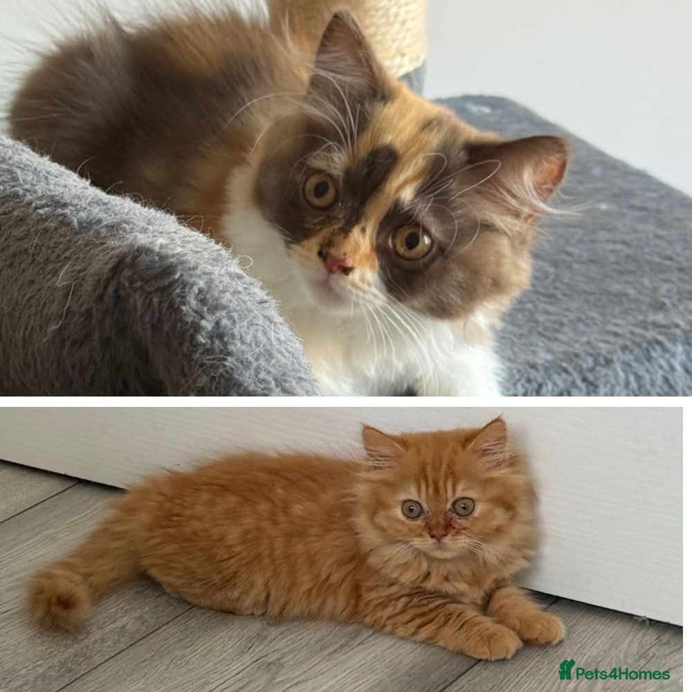 British Longhair cats Available now 😻 British Longhair kittens - TICA  - Advert 1