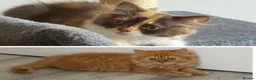 British Longhair cats for sale: Available now 😻 British Longhair kittens - TICA  - Advert 1