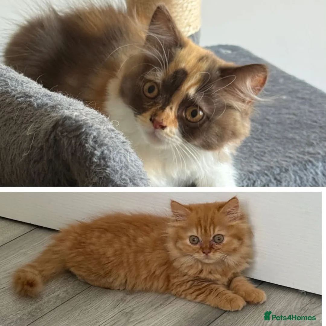 British Longhair cats for sale: Available now 😻 British Longhair kittens - TICA  - Advert 1