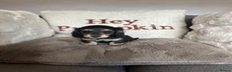Miniature Dachshund dogs for sale: Miniature Dachshund - Advert 6