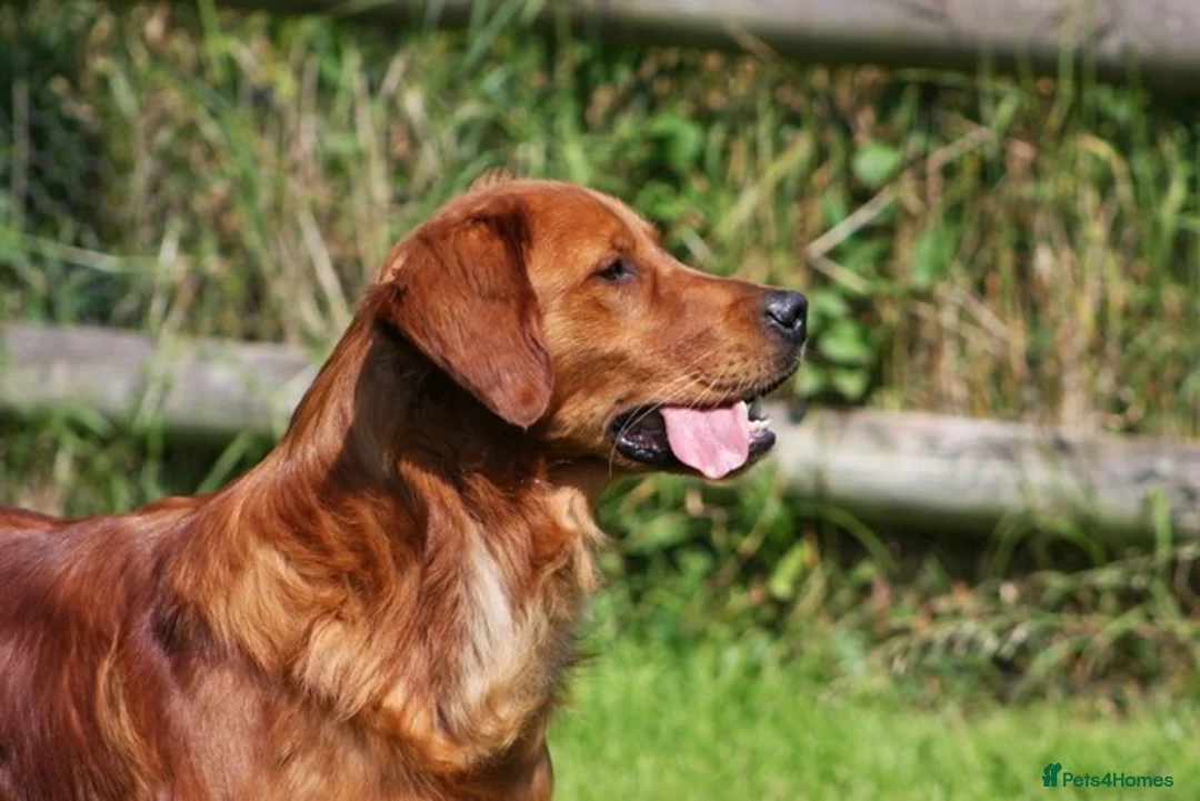 Golden Retriever dogs for stud: FULLY HEALTH TESTED Dark Golden Retriever stud dog in Newark - Advert 14