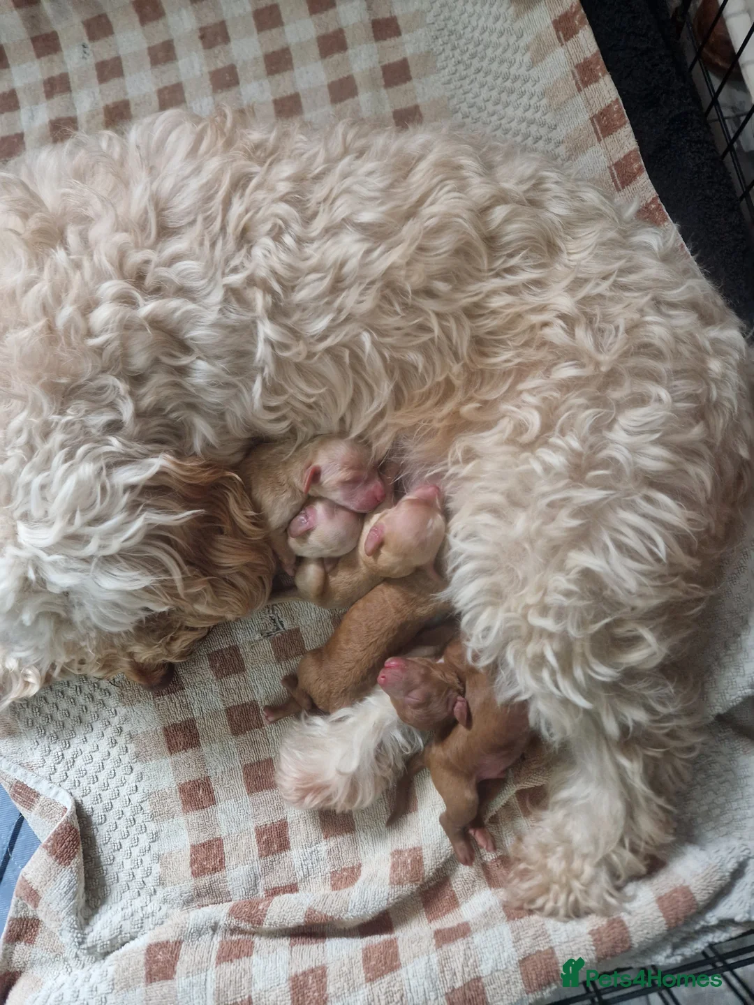 Cockapoo dogs for sale: Cockapoo  in Weston-super-Mare - Advert 3