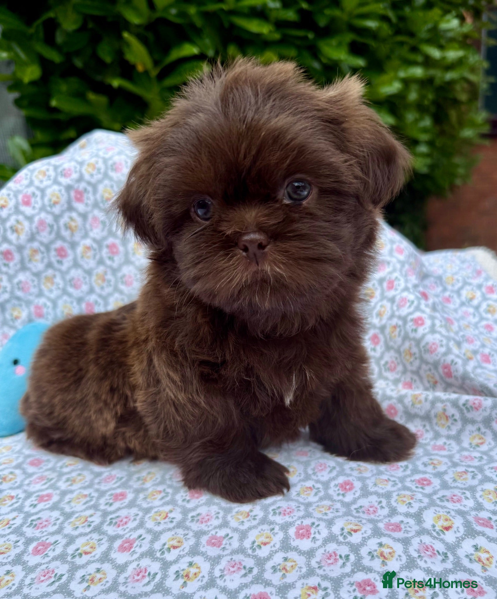 Shih Tzu dogs 1 little boy left!!  - Advert 14