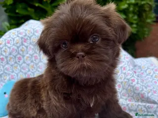 Shih Tzu dogs 1 little boy left!! - Advert 1