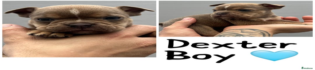 Olde English Bulldogge Dexter