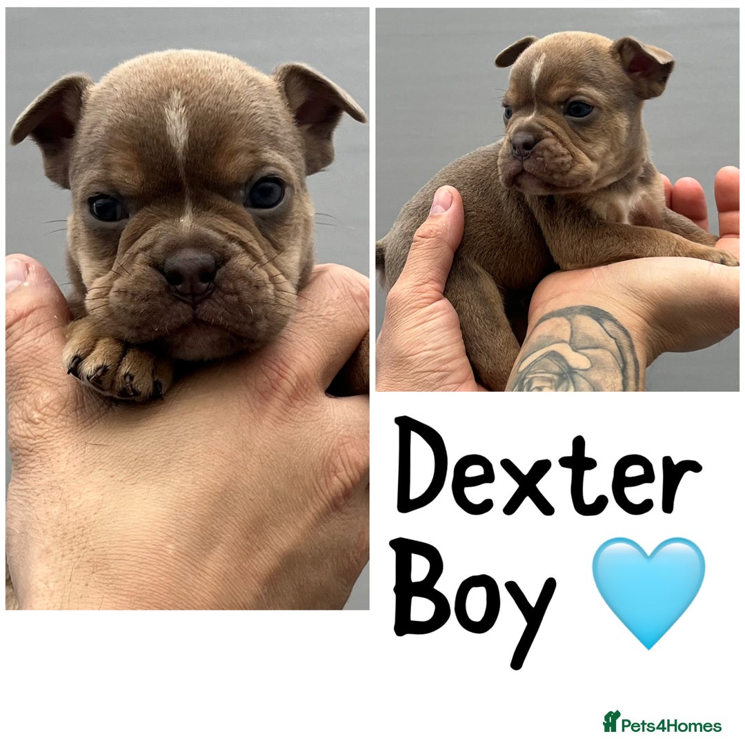 Olde English Bulldogge dogs for sale: Beautiful old English bulldog puppies  - Image 10