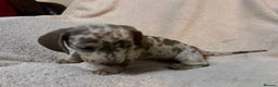 Miniature Dachshund dogs for sale: Miniature Dachshund Dapple Puppies  - Advert 10