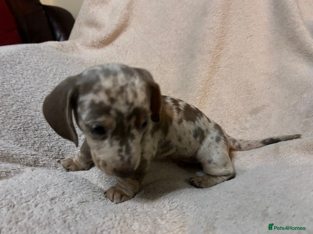 Miniature Dachshund dogs for sale: Miniature Dachshund Dapple Puppies  - Advert 10