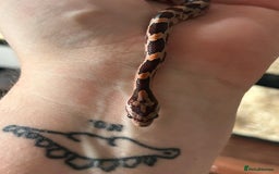 Corn Snake reptiles for sale: Tessera het lavender cornsnakes - Image 8