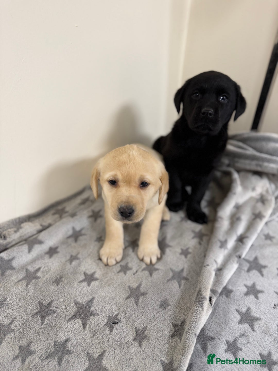 Labrador Retriever dogs for sale: Labradors - Advert 15
