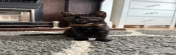 Mixed Breed cats for sale: 2 kittens for adoption  - Advert 4