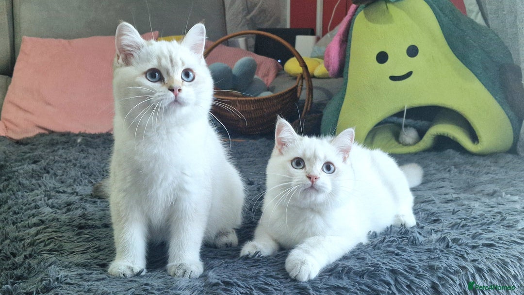 British Shorthair cats for sale: Pedigree British shorthair boy, Champion parents.  - Image 14