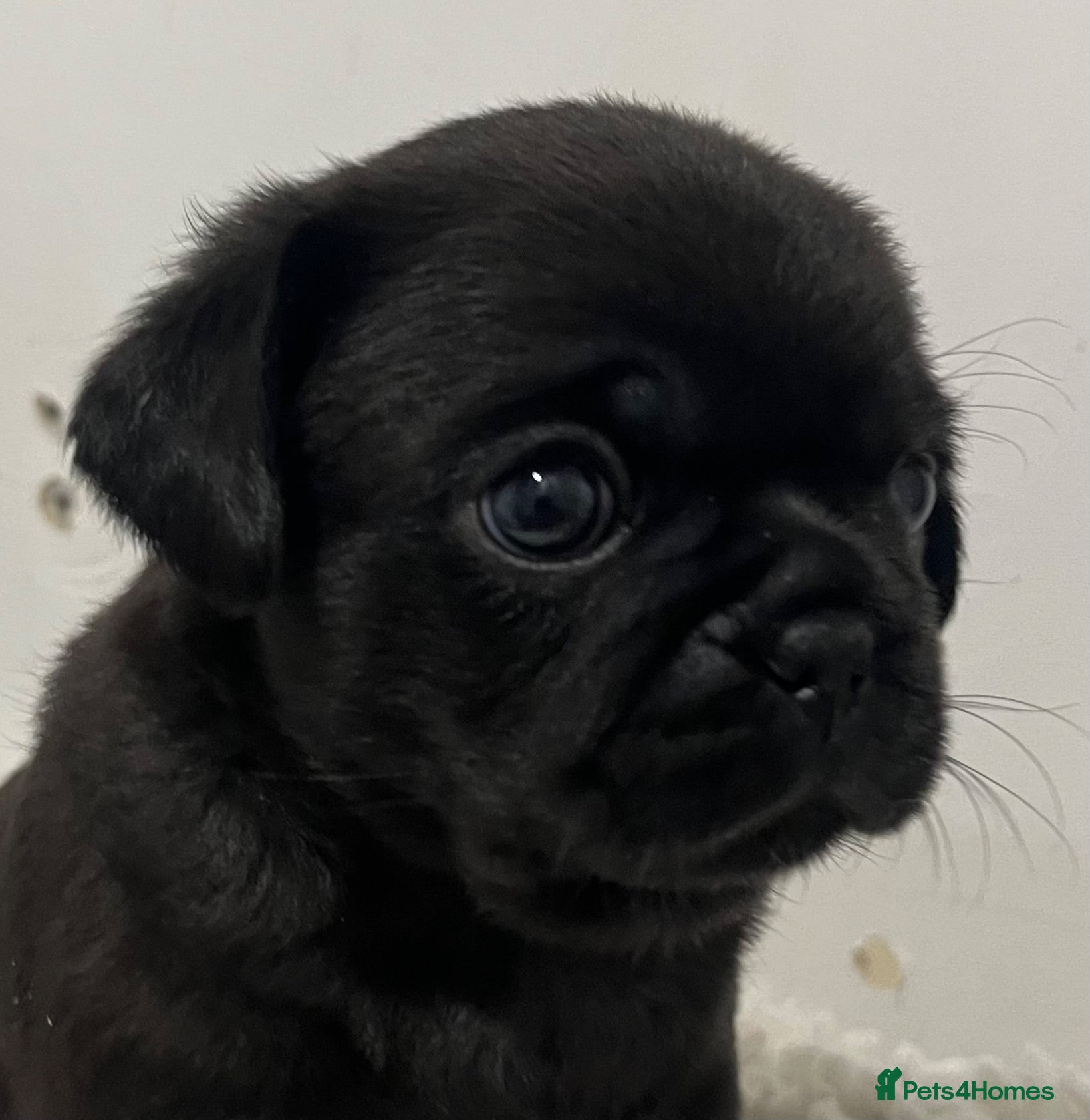 Pug dogs Fluffy teddy bear pugs husky markings  - Advert 2