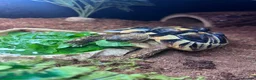 Tortoise reptiles for sale: 1 Herman tortoise for sale in Farnham - Advert 6