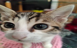 Mixed Breed cats for sale: 3 mix Bengal kittens - Image 8
