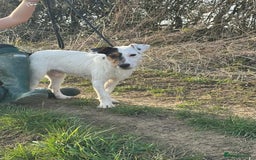 Jack Russell dogs for stud: Jack Russell stud  - Image 1
