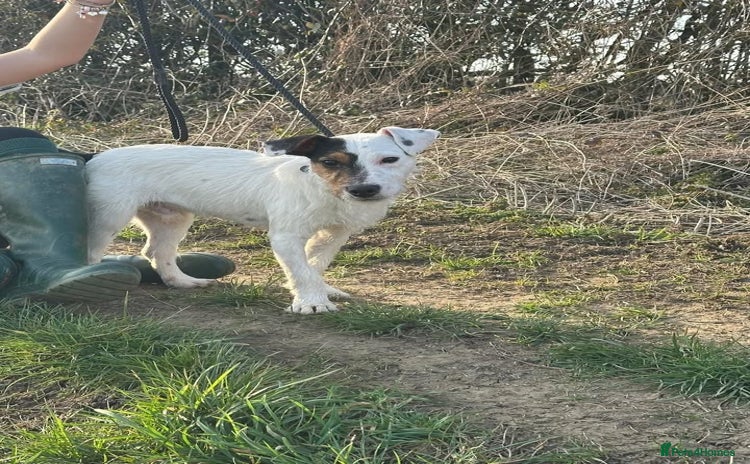 Jack Russell dogs - Advert 10