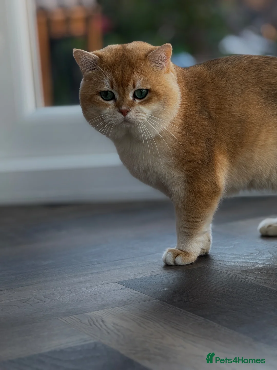 British Shorthair cats for sale: Beautiful Golden Chinchilla Kittens - Advert 2