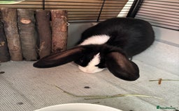 Mixed Breed rabbits for sale: Female bunny 14 weeks old - Image 2