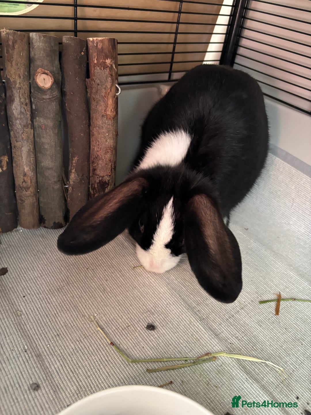Mixed Breed rabbits for sale: Female bunny 14 weeks old - Image 2