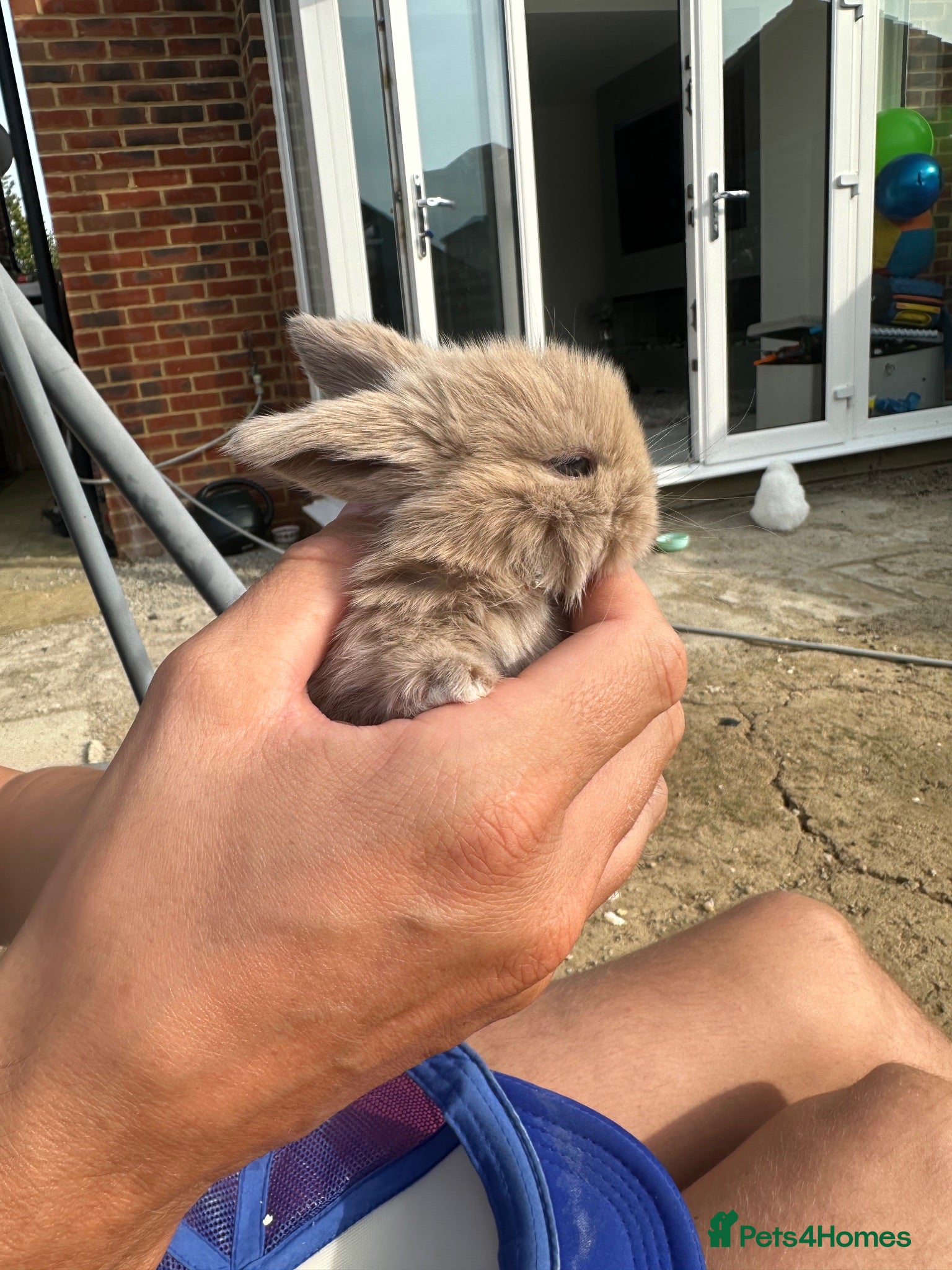 Mini Lop rabbits Mini lop rabbits - Advert 1