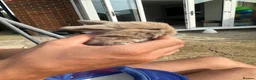 Mini Lop rabbits for sale: Mini lop rabbits - Advert 1