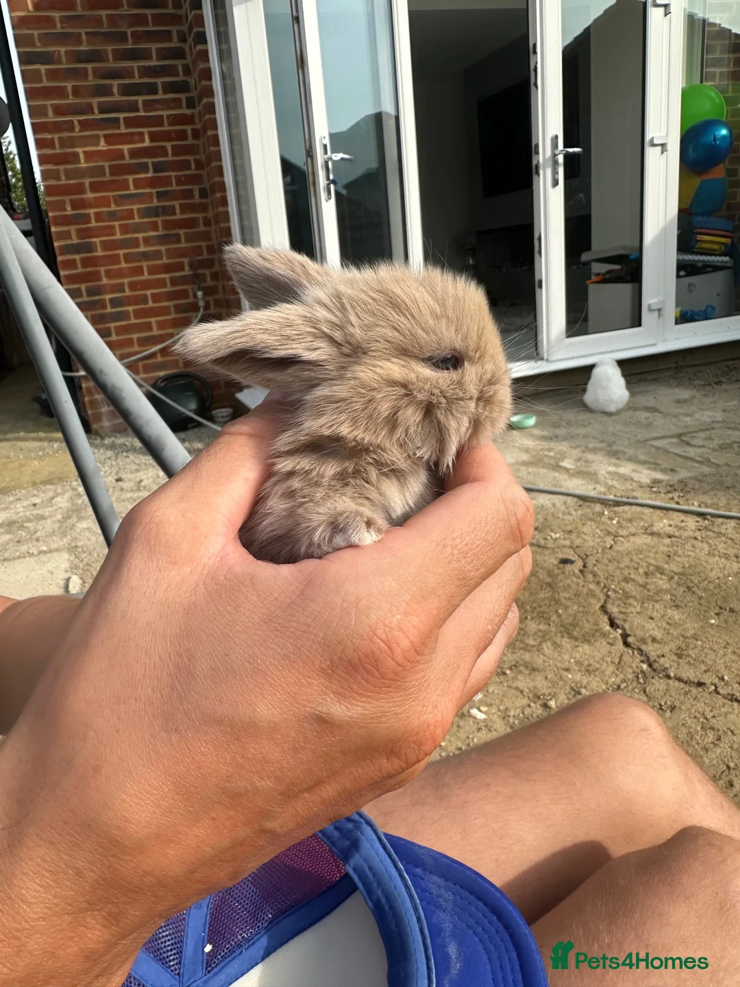 Mini Lop rabbits for sale: Mini lop rabbits - Advert 1
