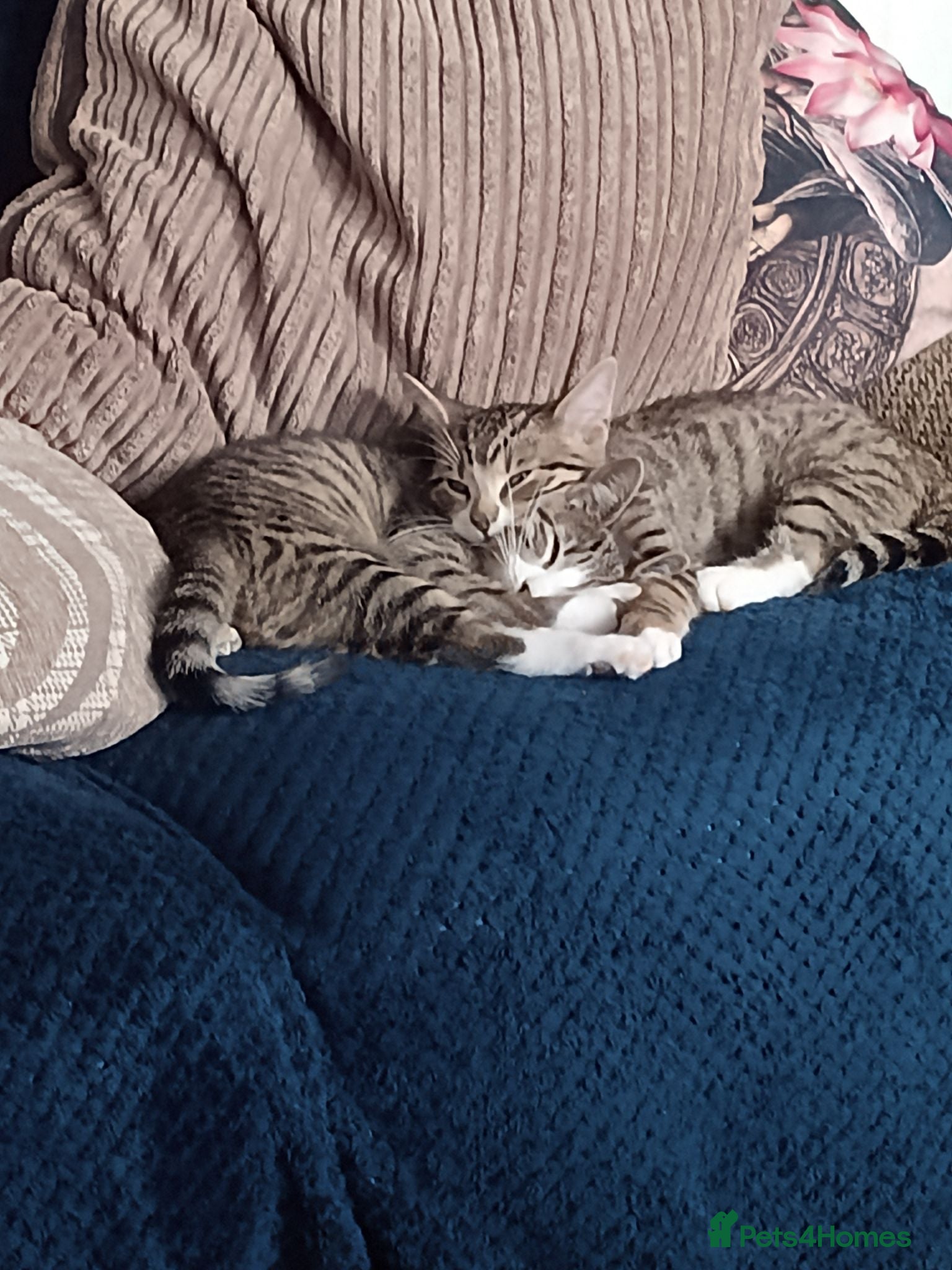 American Shorthair cats 1 adorable male kitten - Advert 6