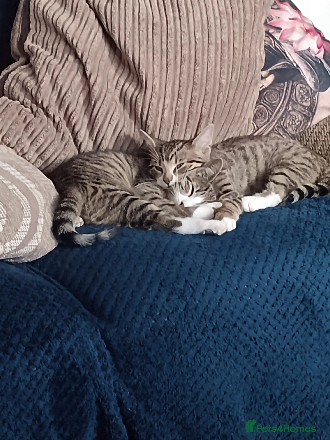 American Shorthair cats for sale: 1 adorable male kitten - Advert 1