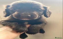 Cocker Spaniel dogs for sale: Exceptional working cocker spaniels  - Image 9