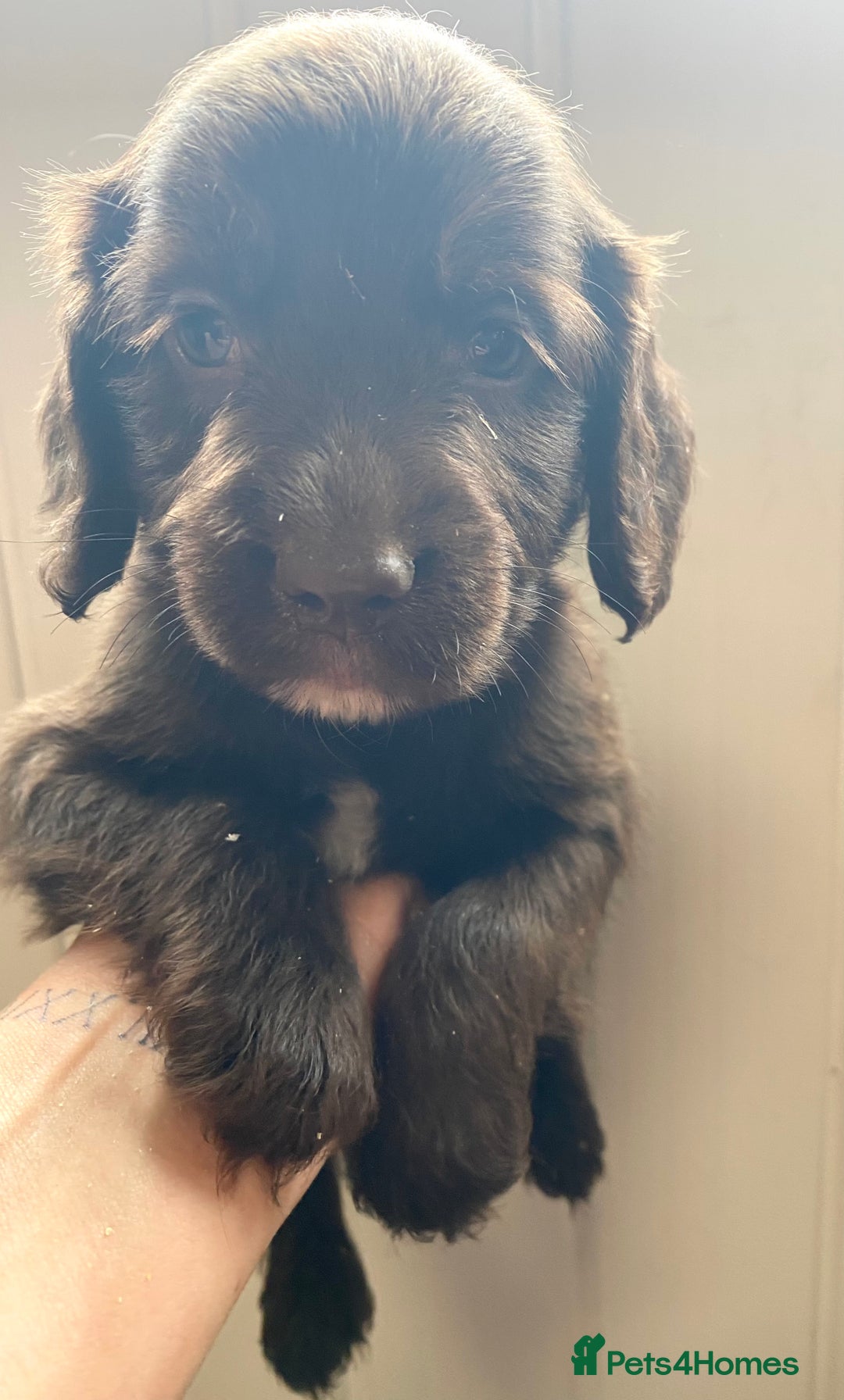 Cocker Spaniel dogs for sale: Exceptional working cocker spaniels  - Image 9