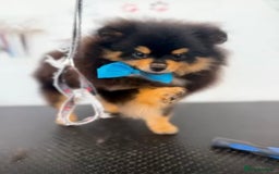 Pomeranian dogs for sale: Beautiful Mini Pomeranian Male - Image 1