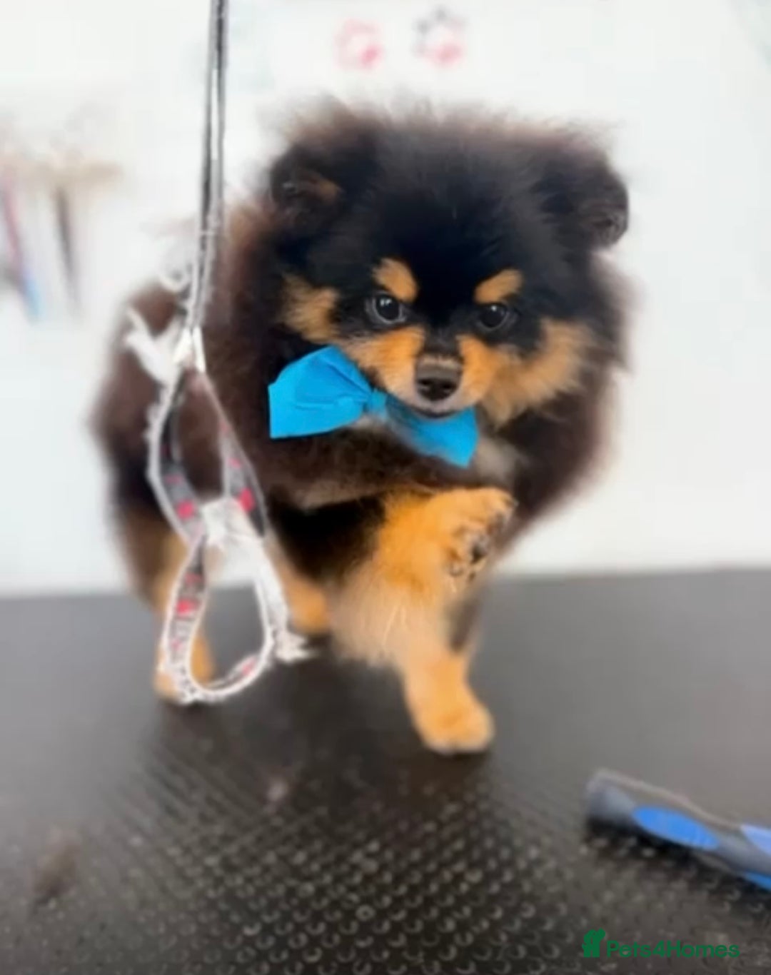 Pomeranian dogs for sale: Beautiful Mini Pomeranian Male - Image 1