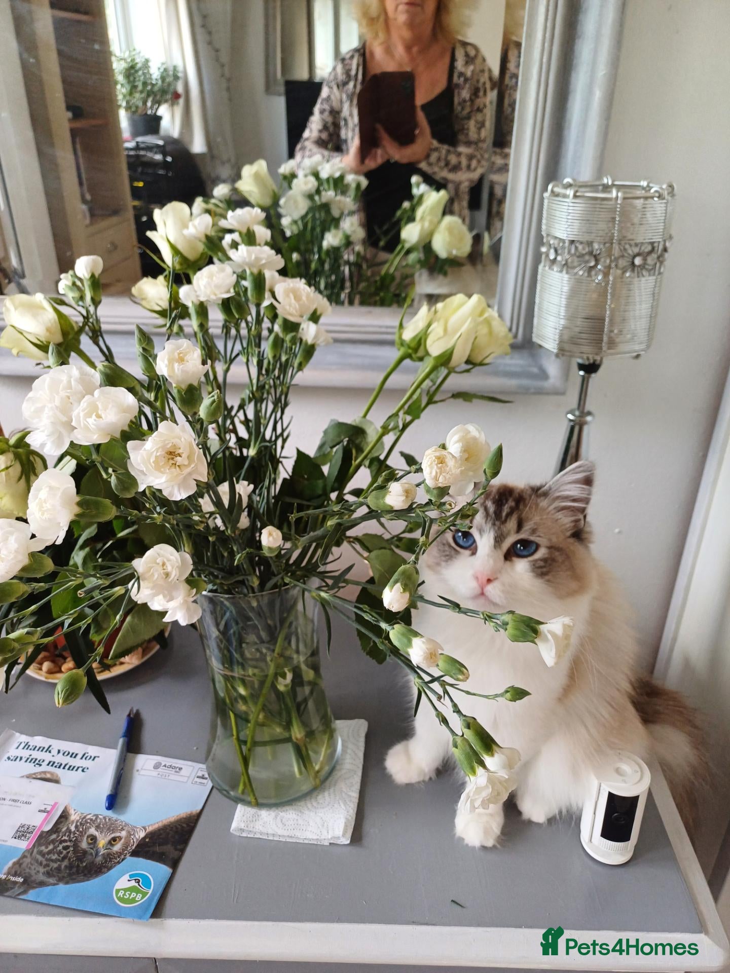 Mixed Breed cats Ragdoll mum and British short blue dad - Advert 3