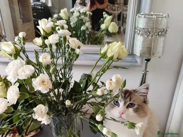 Mixed Breed cats Ragdoll mum and British short blue dad - Advert 4