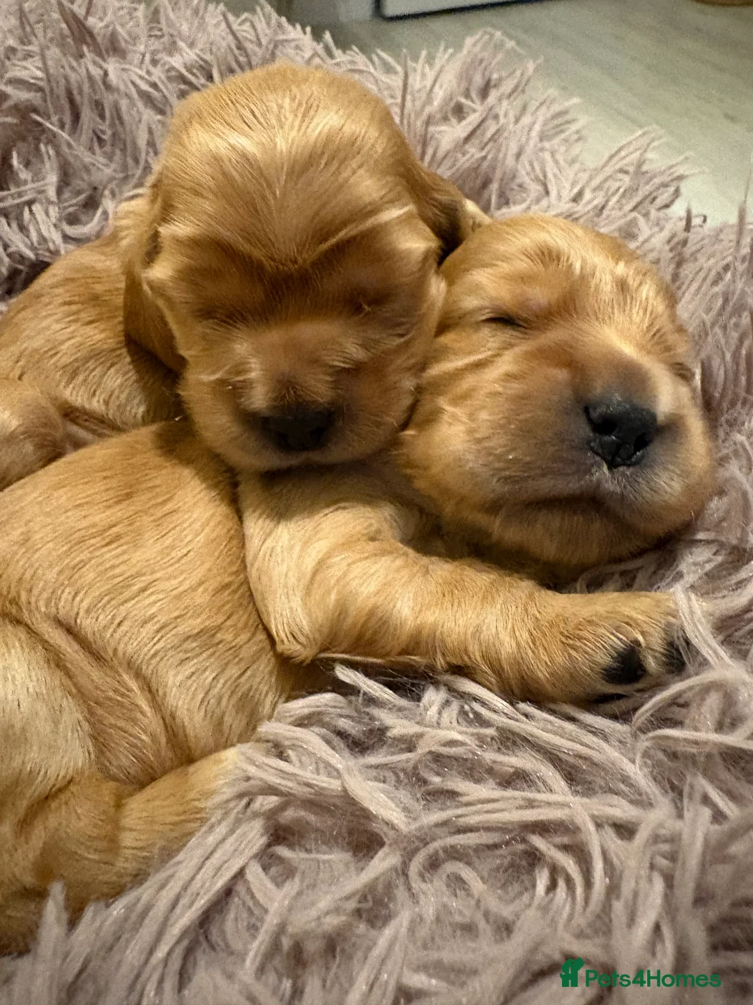 Cocker Spaniel dogs for sale: Show type cocker spaniels - Advert 13