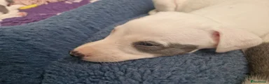 Whippet 3