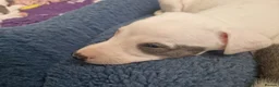 Whippet dogs for sale: Heart and DNA tested Blue Parti Whippet Puppies. - Advert 5