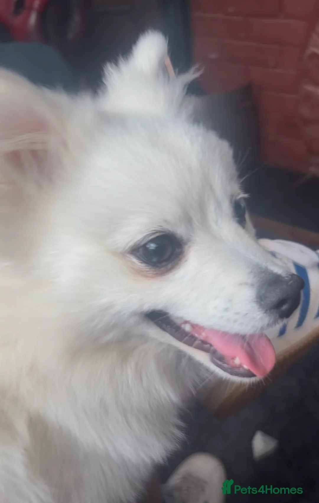 Pomeranian dogs for sale: Pomeranian puppy in Great Yarmouth - Advert 1